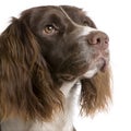 English Springer Spaniel (2 years)