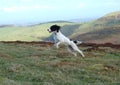 English Springer Spaniel