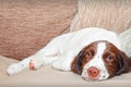 Puppy dog on couch aka sofa Royalty Free Stock Photo