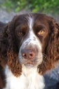 English Springer Spaniel Royalty Free Stock Photo