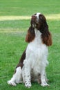 English springer spaniel