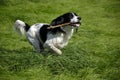 English Springer Spaniel Royalty Free Stock Photo