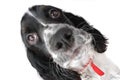 English springer Spaniel Royalty Free Stock Photo