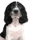 English springer Spaniel Royalty Free Stock Photo