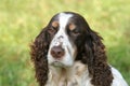 English springer spaniel