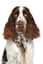 English Springer Spaniel. Close-up portrait Royalty Free Stock Photo