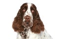 English Springer Spaniel. Close-up portrait Royalty Free Stock Photo