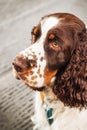 English Springer spaniel close up Royalty Free Stock Photo