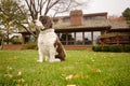 English Springer Spaniel Dog in the Backyard Royalty Free Stock Photo