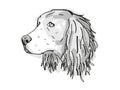 English Springer Spaniel Dog Breed Cartoon Retro Drawing