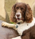 An English Springer Spaniel Dog Canis lupus familiaris with its paws up on a giant metal egg with a cute expression on his face.