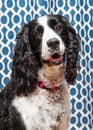 English Springer Spaniel Dog Closeup Blue Background Royalty Free Stock Photo