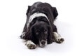 English springer spaniel dog lying in the studio isolated on a white background Royalty Free Stock Photo