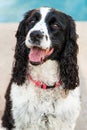 English Springer Spaniel Dog Outside Closeup Royalty Free Stock Photo