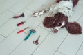 English Springer Spaniel dog pet is lying down on the floor next Acessories for the grooming and nail clipper for dogs Royalty Free Stock Photo