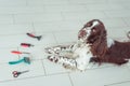 English Springer Spaniel dog pet is lying down on the floor next Acessories for the grooming and nail clipper for dogs Royalty Free Stock Photo