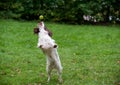 English Springer Spaniel Dog Playing on the grass. Playing with Tennis Ball. Royalty Free Stock Photo