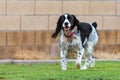 English Springer Spaniel Dog Playing in Yard Royalty Free Stock Photo