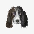 English springer spaniel dog