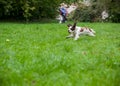 English Springer Spaniel Dog Running and Playing on the grass. Playing with Tennis Ball. Royalty Free Stock Photo