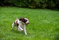 English Springer Spaniel Dog Running and Playing on the grass. Playing with Tennis Ball. Royalty Free Stock Photo