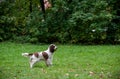 English Springer Spaniel Dog Standing on the Grass with Tennis Ball in Mouth Royalty Free Stock Photo