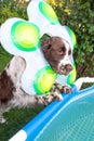 English springer spaniel dog with swimming ring afraid and looks into the pool in garden