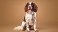 English Springer Spaniel