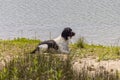 English springer spaniel Royalty Free Stock Photo