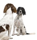 English Springer Spaniel face to face (1 year) Royalty Free Stock Photo