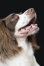 English Springer Spaniel Looking UP