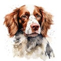 English Springer Spaniel portrait. Digital art illustration isolated on white background AI Generated Generative AI Royalty Free Stock Photo