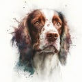 English Springer Spaniel portrait, digital watercolor painting on white background Royalty Free Stock Photo