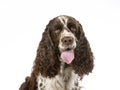 English Springer spaniel potrait taken in a studio.