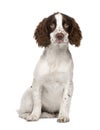 English Springer Spaniel puppy (4 months) Royalty Free Stock Photo
