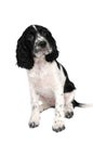 English springer spaniel puppy