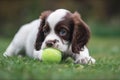 Puppy pet dog playing in garden with ball Royalty Free Stock Photo