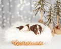 English Springer Spaniel Puppy Sitting On Fur By Christmas Decor