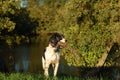 English Springer Spaniel By The River