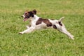 English Springer Spaniel Running, Hanbury Countryside Show, England. Royalty Free Stock Photo