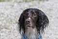 English springer spaniel on the shore of Lake Michigan Royalty Free Stock Photo