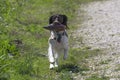 English springer spaniel on the shore of Lake Michigan Royalty Free Stock Photo