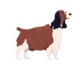 English Springer Spaniel standing with small tail up. Happy Welsh dog with shaggy wavy coat. Friendly purebred doggy