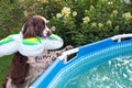 English springer spaniel with swimming ring afraid and looks into the pool in garden