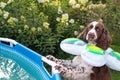 English springer spaniel with swimming ring afraid and looks into the pool in garden Royalty Free Stock Photo
