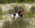 English springer spaniel Royalty Free Stock Photo