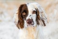 English Springer Spaniel working dog lay down in golden sunlight on frosty grass