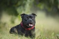 English staffordshire bullterrier dog lying in the grass in summer Royalty Free Stock Photo