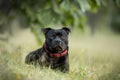 English staffordshire bullterrier dog lying in the grass in summer Royalty Free Stock Photo