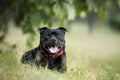 English staffordshire bullterrier dog lying in the grass in summer Royalty Free Stock Photo